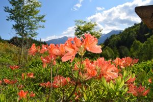 ありがとうございました レンゲツツジ終了 7 1 土 運行 宮田駅でマニアな列車へ手を振ろう 信州みやだ観光ガイド