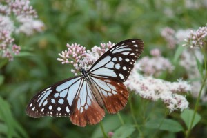 【H29.3月末まで】フジバカマの「里親」を募集します！