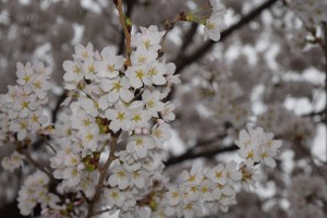 桜、咲いてます☆＆4/29はこまゆき荘へLet’s　Go！！