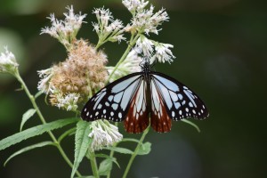 9/20（日）アサギマダラのマーキング講習会やります！