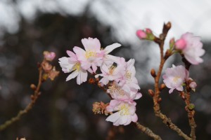 季節はずれの桜！？