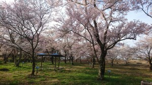 桜、咲いてます！