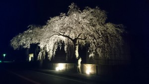 本陣しだれ桜ライトアップしてます！