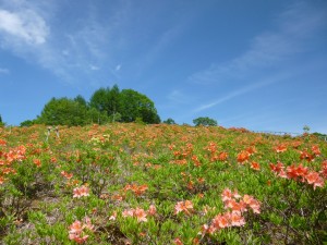 【4/29-６月中旬】宮田高原、開放します！