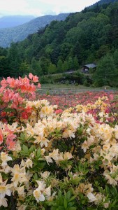 宮田高原のれんげつつじを見てきました～！