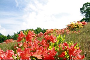 宮田高原のレンゲツツジの写真を募集します！