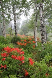 宮田高原のレンゲツツジの写真を見てみてください♪