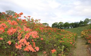 宮田高原レンゲツツジ開花情報