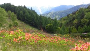 宮田高原レンゲツツジ開花情報