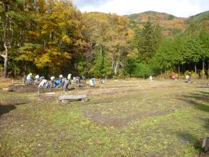 フジバカマの苗、差し上げます！