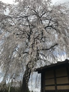 宮田村内、桜見ごろですよー＆本陣枝垂れ桜ライトアップ始めました☆