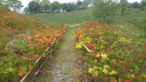 宮田高原レンゲツツジ情報【開花】