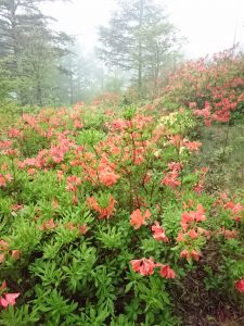 宮田高原開山式＆レンゲツツジまつり