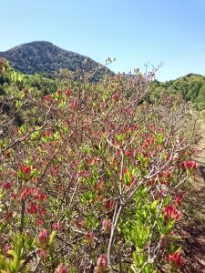 宮田高原レンゲツツジ情報