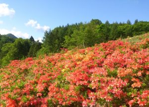 宮田高原レンゲツツジ情報【満 開】