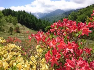 宮田高原レンゲツツジ情報【８分咲き】