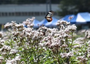 「アサギマダラフェスティバル」が開催されました