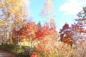 【宮田高原】紅葉見頃です！