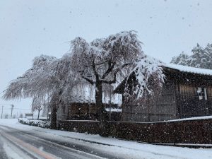 桜隠し!?