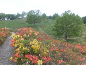 レンゲツツジ開花状況③