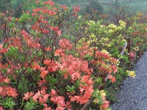 宮田高原レンゲツツジ開花状況②