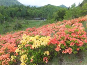 レンゲツツジ開花状況④