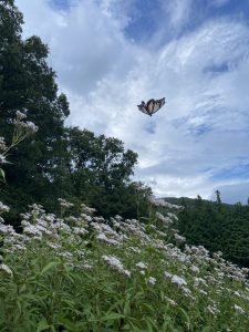 【ぼちぼち飛来してきました！】アサギマダラ飛来情報(^^♪