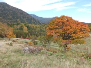 宮田高原、紅葉始まりました！