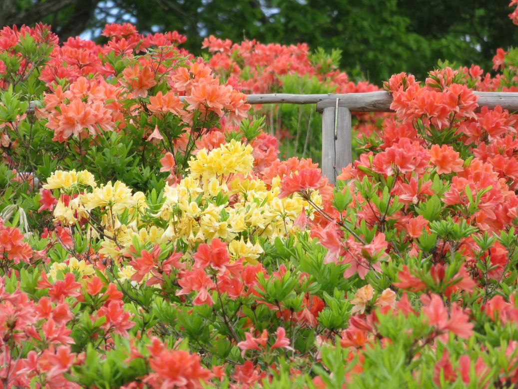 レンゲツツジ開花状況（6/10） – 信州みやだ観光ガイド | 長野県宮田