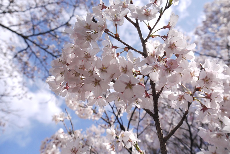 梅と桜の開花状況（４/16）