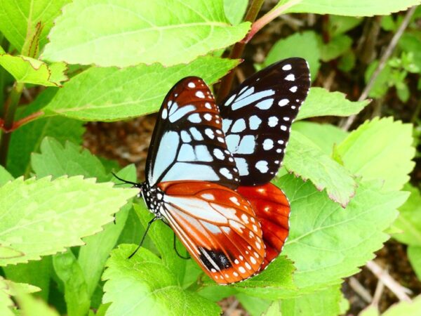 【初飛来】アサギマダラ